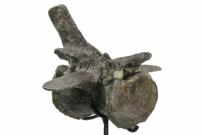 Long Allosaurus Caudal Vertebra With Stand - Colorado #125595